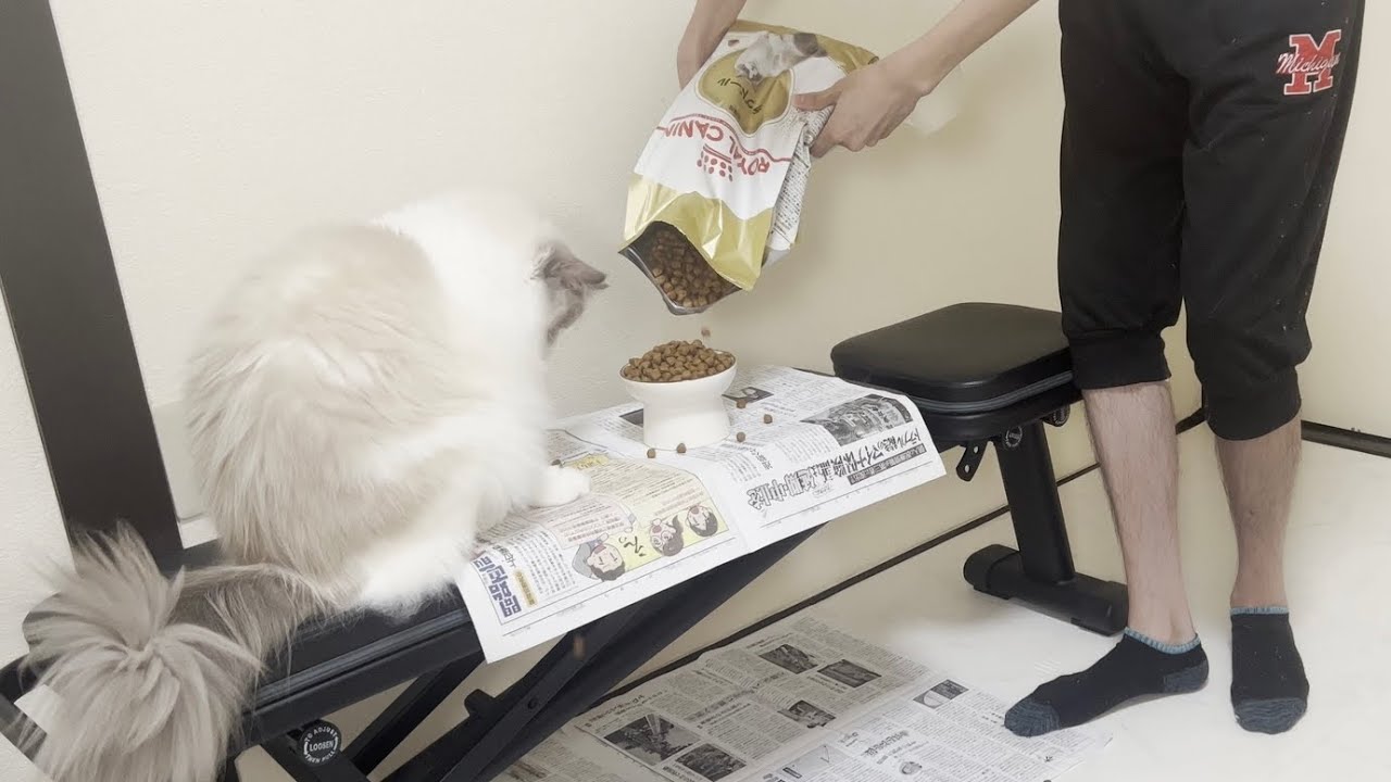 大好きなごはんが大量に出てきた時のラグドール猫の反応がかわいすぎたw