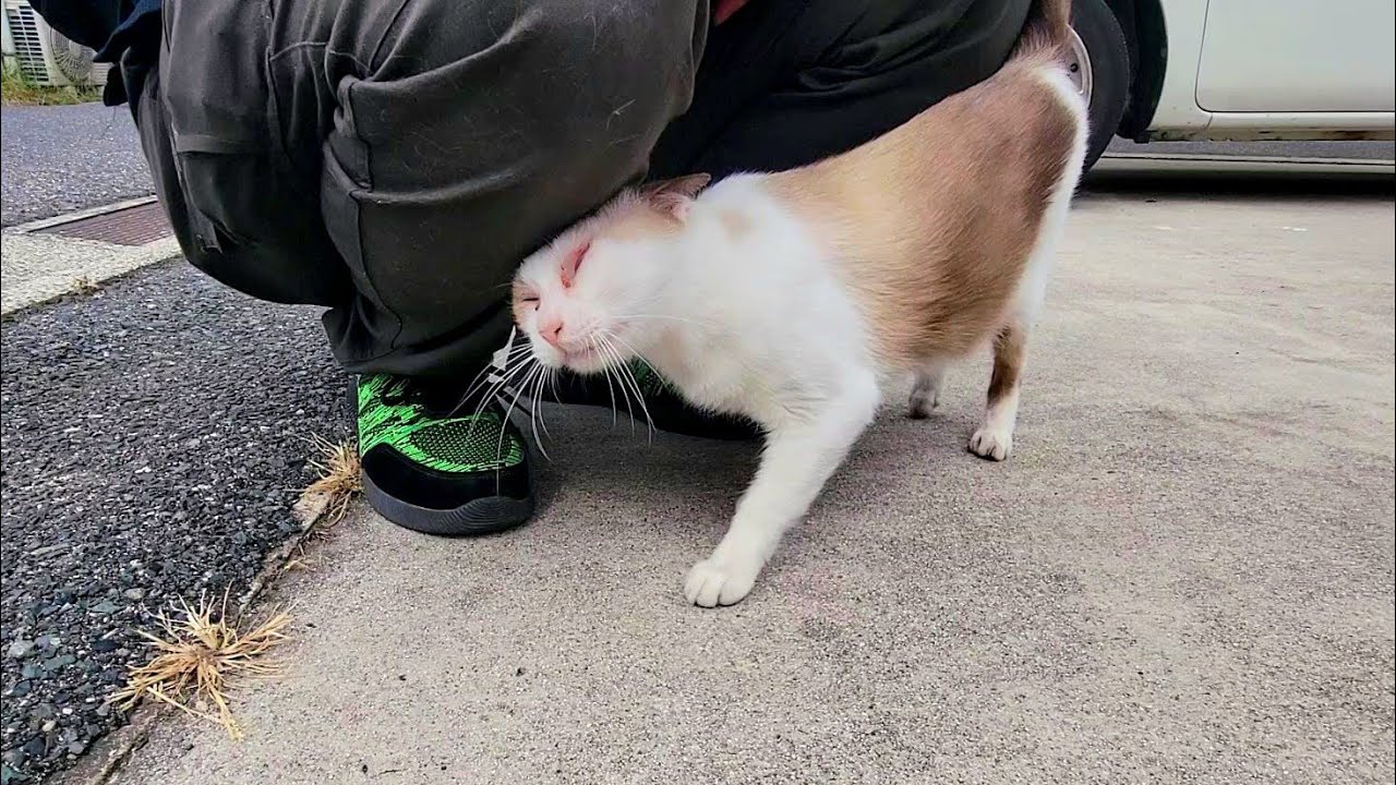 飲み屋のシャム猫風茶白猫と４ヶ月ぶりに再会したら物静かに甘えて来た🤗
