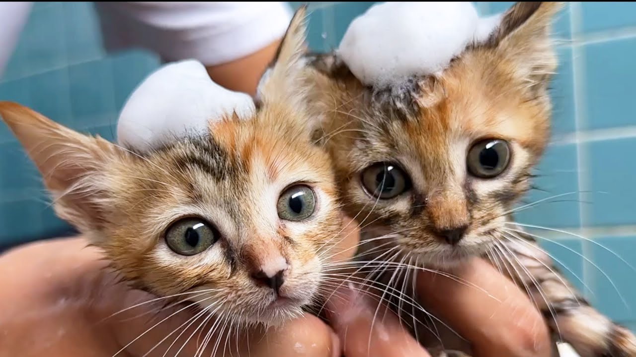 子猫2匹をお風呂に入れて初シャンプーで洗うとこうなりました！