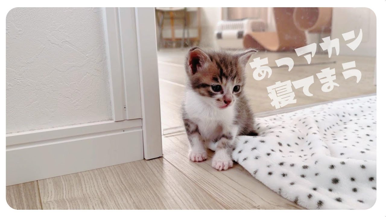【子猫のミルボラ】寝落ち寸前！ゆら～ゆら～「んっ！」寝てないよーボク【保護猫生活15日目】