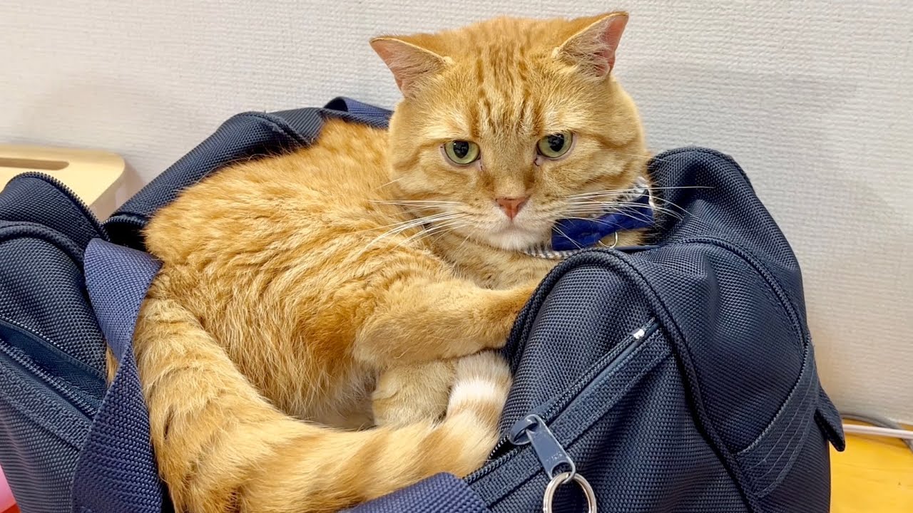 みゅうちゃんのことを見る茶々パパのなんとも言えない表情が...笑 #猫 #マンチカン