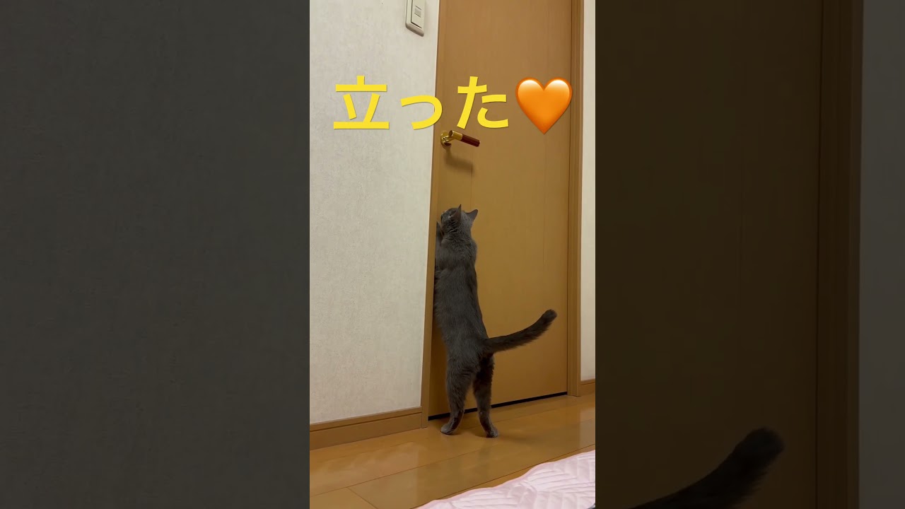 そらちゃんが立ったよ🧡（ロシアンブルー）#shorts