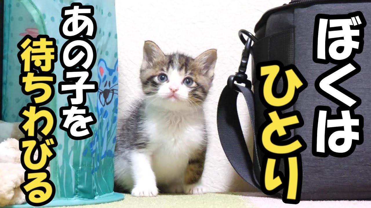 ひとりで寂しそうに遊んでいた子猫でしたが……【赤ちゃん猫　保護猫】