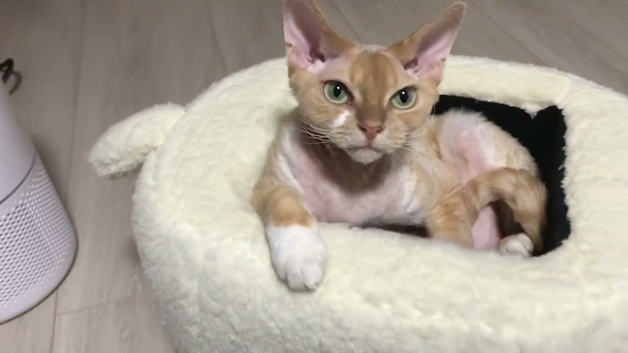 デボンレックス猫がアルパカのパーちゃんと遊んでいます(Devon Rex cat playing with an alpaca-shaped chair)