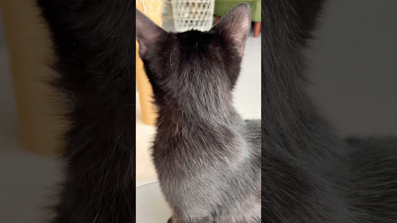 タマが応援してるにゃ#さかがみ家 #保護犬 #保護猫 #坂上忍 #dogs #cats #shorts