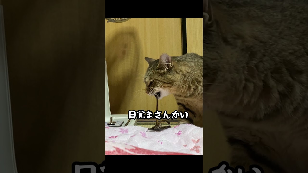 朝はこうやって元野良猫に起こされる…汗 #shorts  #元野良猫 #野良猫
