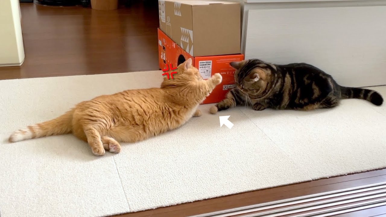 【番猫プリプリ】兄猫の足元におもちゃが転がってっちゃった…