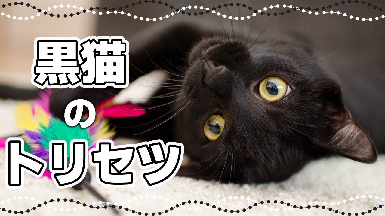福を呼ぶ？黒猫の性格はギャップが魅力｜毛色で分かる猫の性格