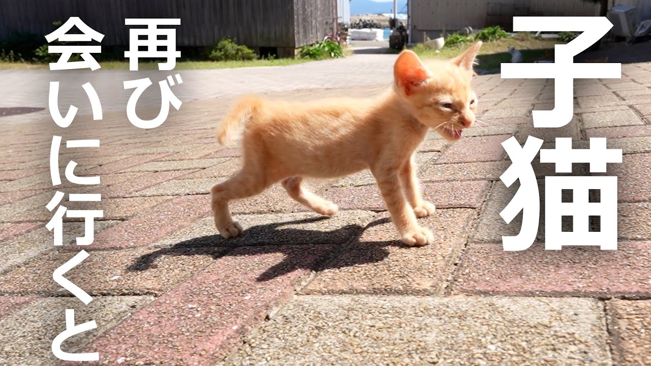 【2週間後の子猫】再び会いに行くとそこには…