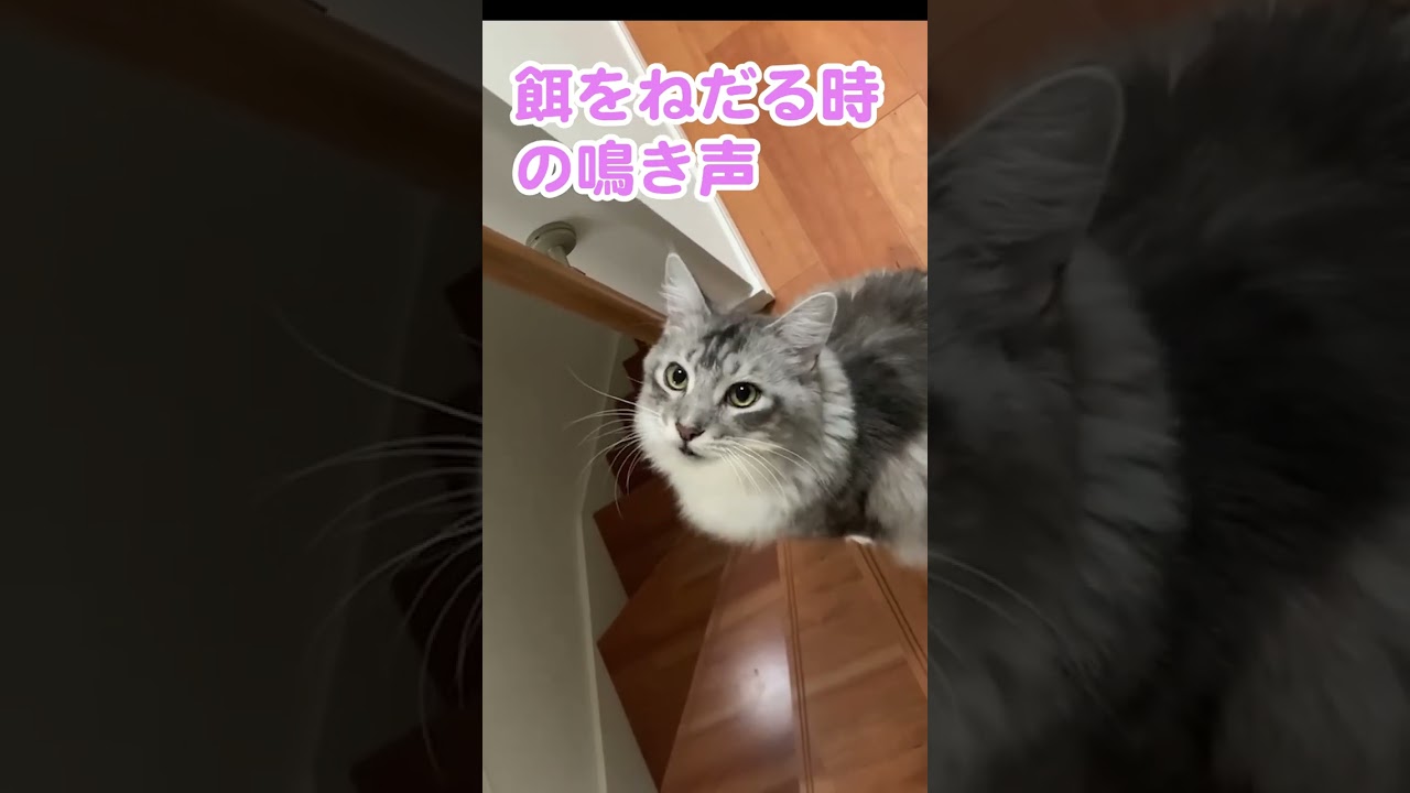 大型猫のエサをねだる鳴き声が高くて可愛い💕#cat#shorts