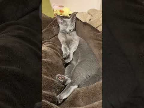 【さすがロシアンブルー】お上品なポーズで眠りに落ちる子猫　#shorts #cat #RussianBlue #猫 #ロシアンブルー