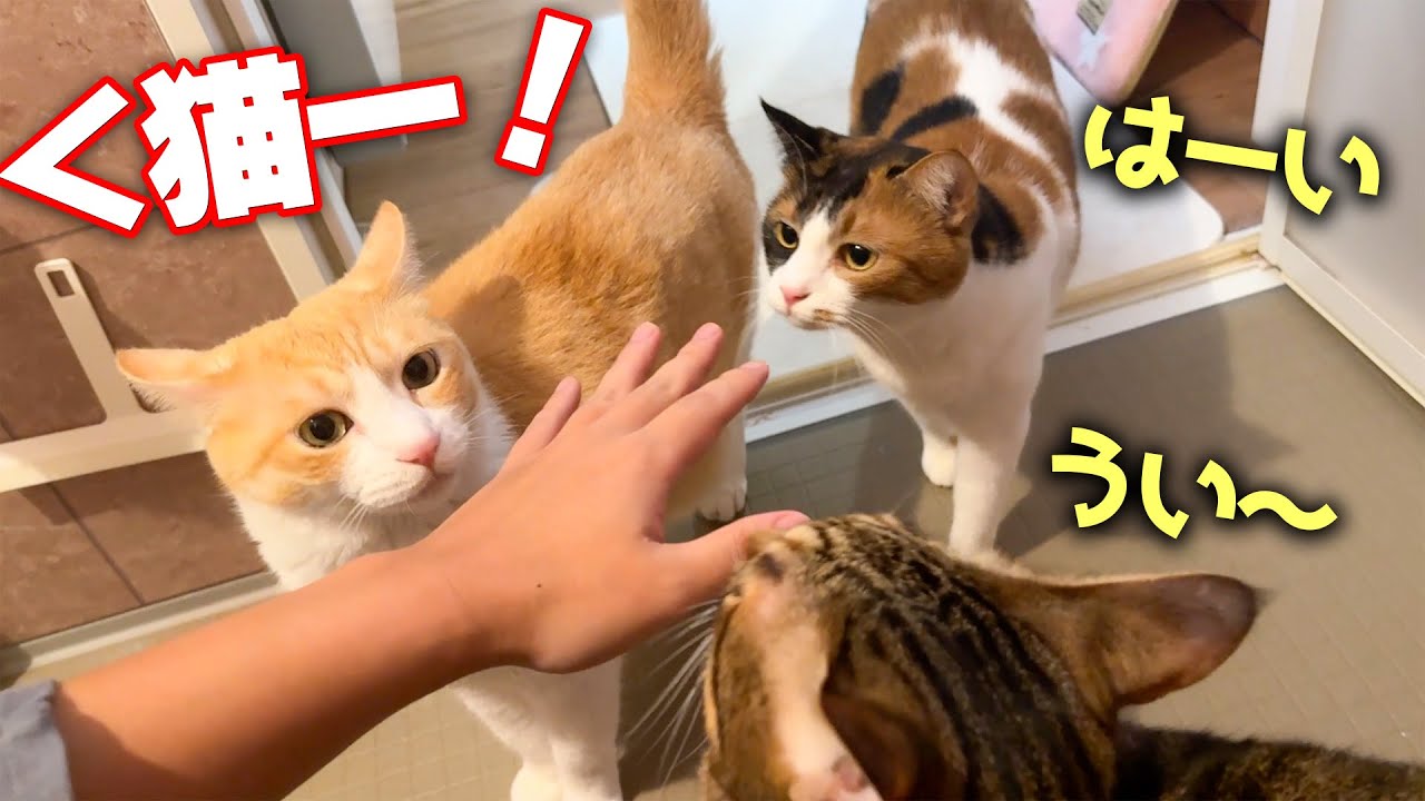 「猫ー！」と種族名で呼ぶとちゃんと全員集まってくる猫たちが可愛すぎましたwww