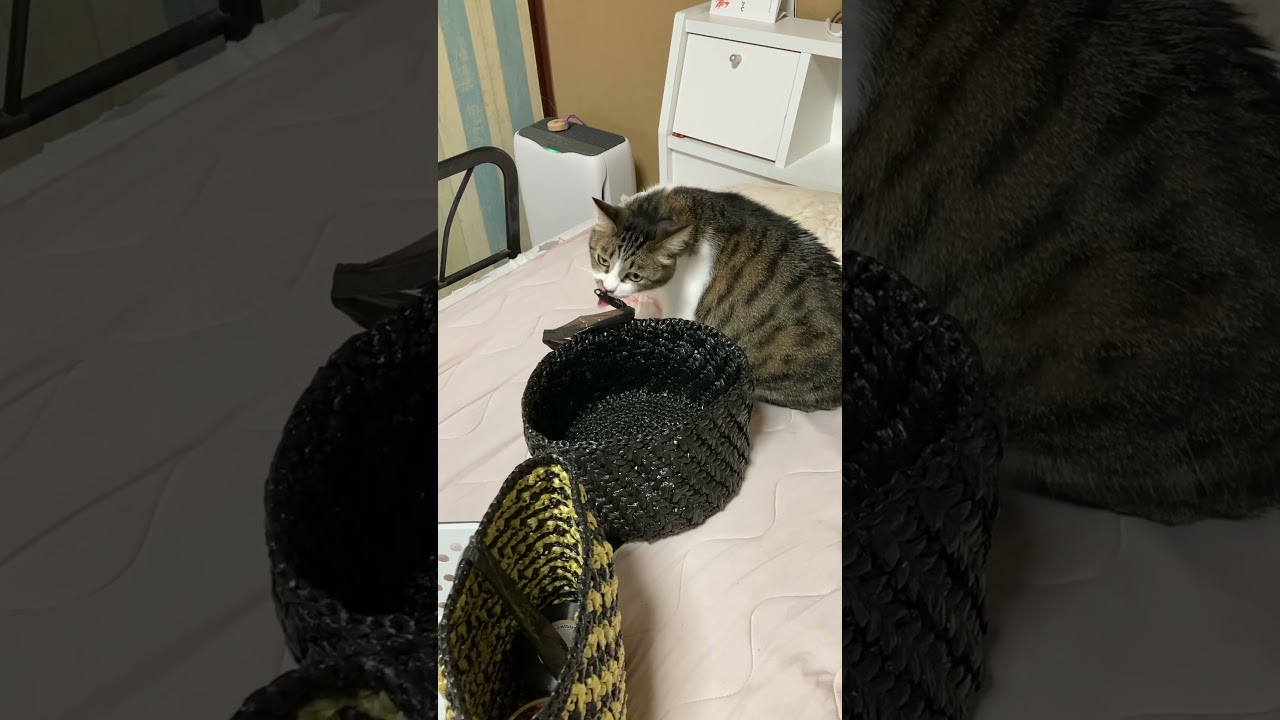 シカトする猫#shorts