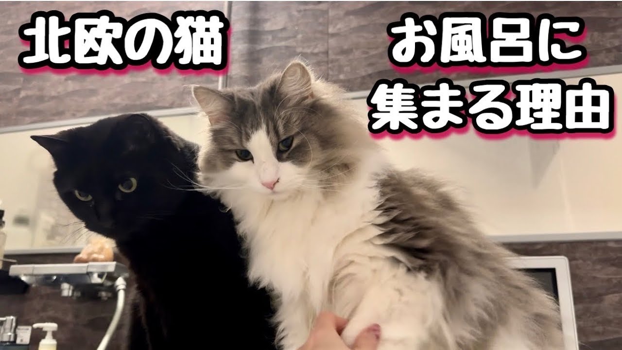 猫がお風呂に集まる理由は飼い主が心配などいろいろあるみたいなんですが💦ノルウェージャンたちは◦◦