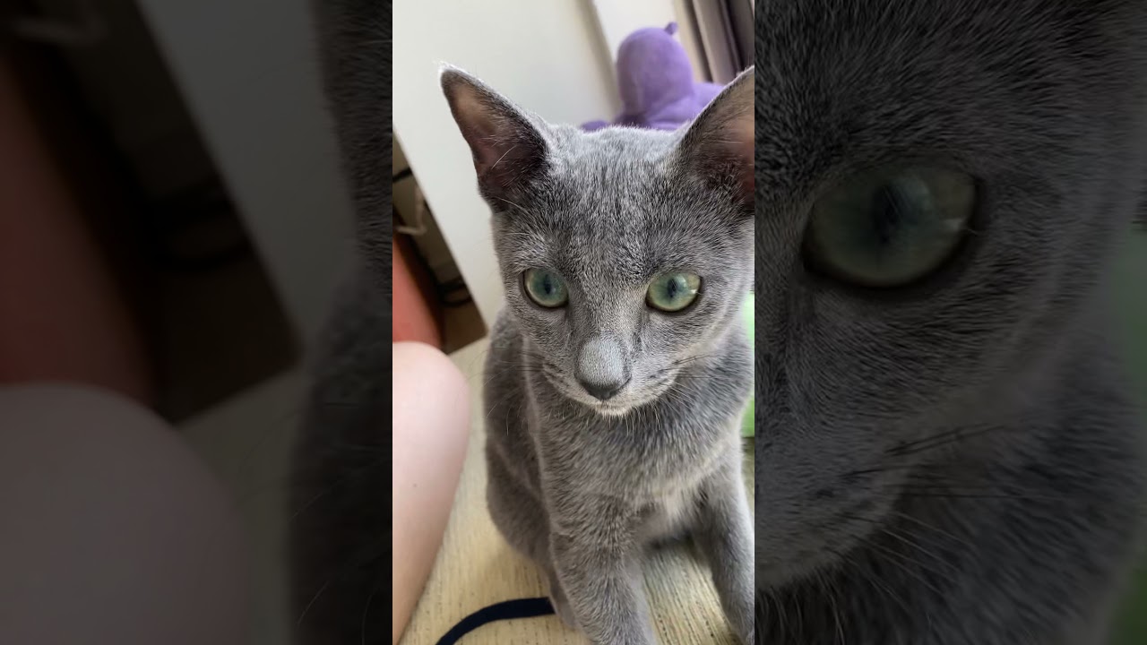 撮影禁止にゃ！　#shorts #cat #kitten #RussianBlue #猫 #子猫 #ロシアンブルー