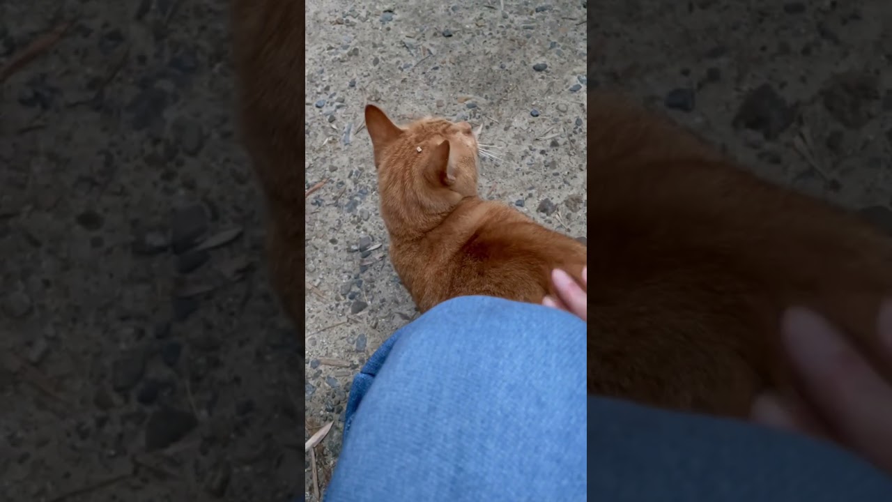 【伏見稲荷】ピッタリと傍を離れない茶トラ猫ランガー　A brown cat that never leaves your side