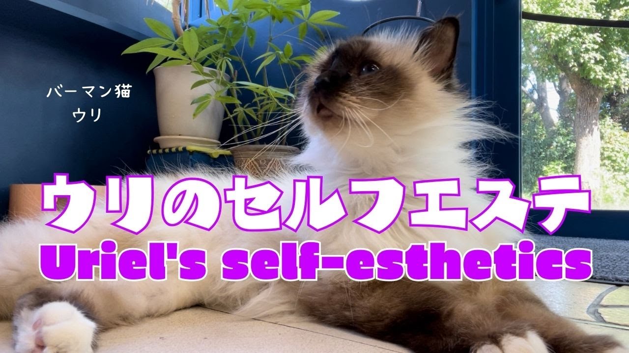 バーマン猫ウリ【ウリのセルフエステ】Uriel's self-esthetics（バーマン猫）Birman/Cat