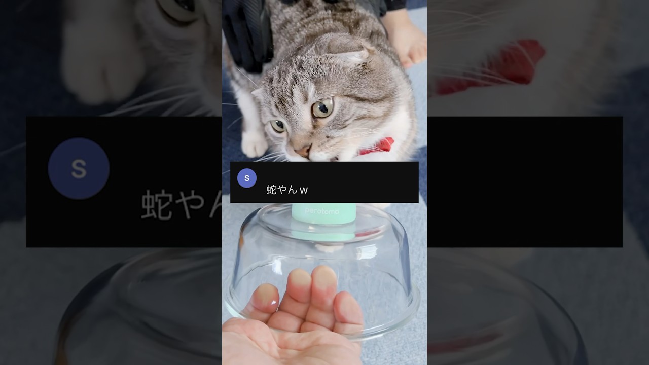 猫の威嚇はヘビのモノマネなの？衝撃の調査結果がコチラ🤣🤣🤣 シャー特盛り回