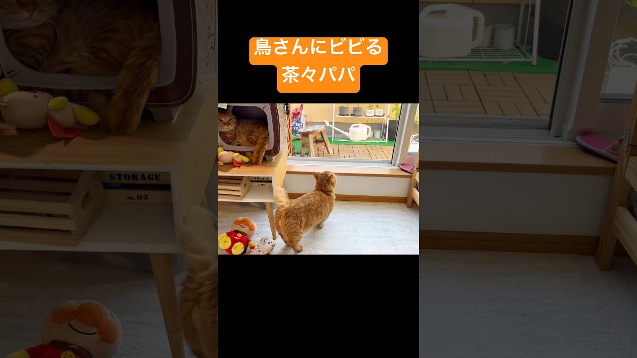 鳥さんにビビる茶々パパ #猫 #マンチカン #shorts