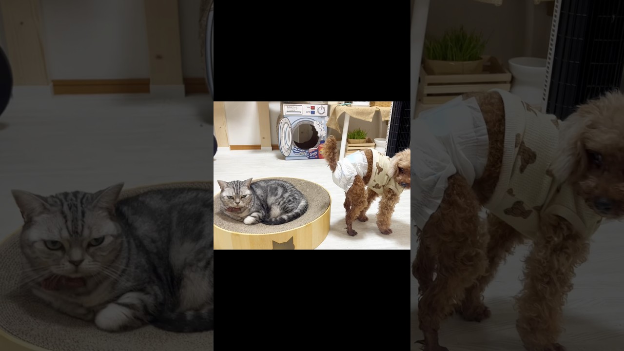 もしかして... #猫 #アメリカンショートヘア #shorts