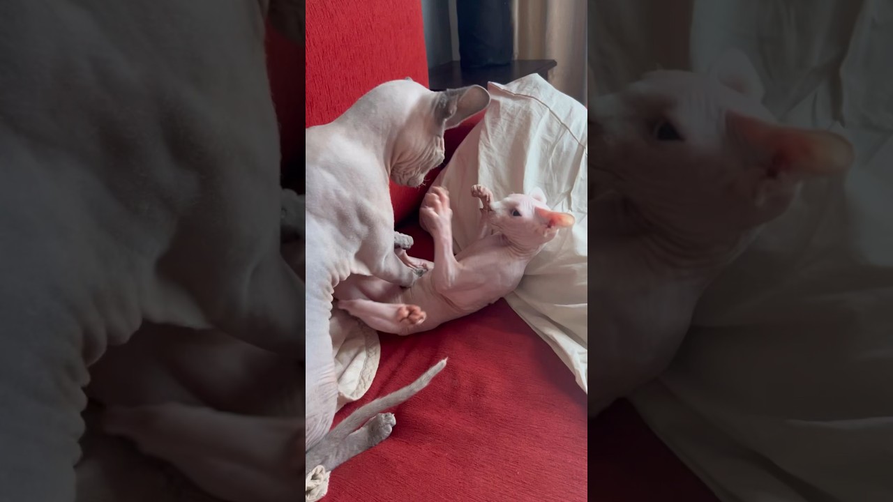 毛のない猫同士の小さな喧嘩【スフィンクス猫】