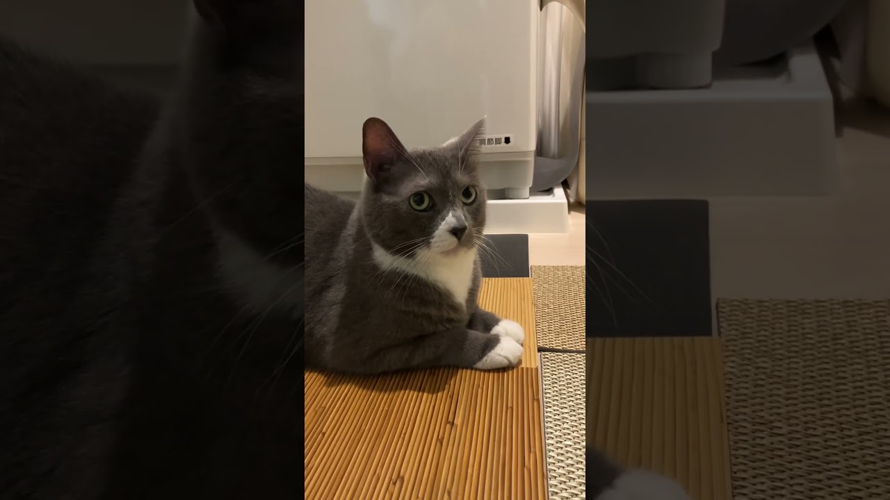 パルとママがお風呂に入っている時の、まぐろ。#shorts