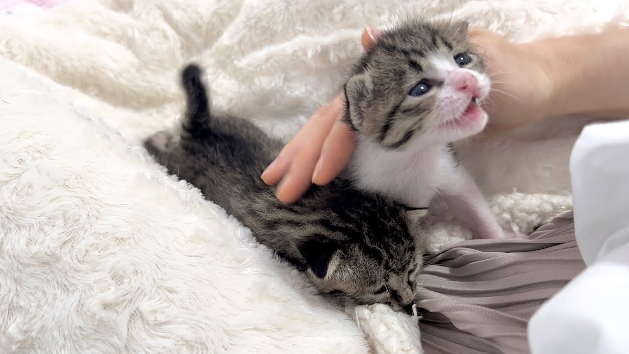 生後14日 おひざまで甘えに来るようになった赤ちゃん猫&お引越し【山菜兄妹#13】Kittens come to my lap to be pampered. 子猫
