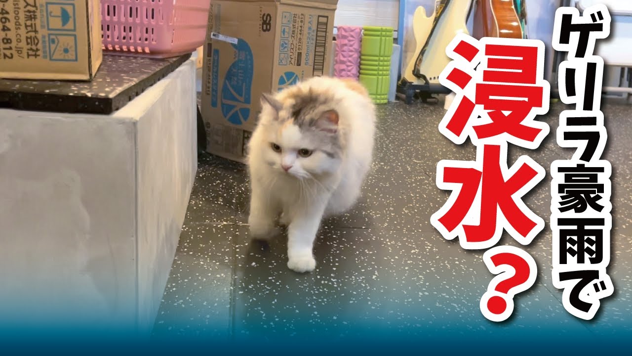 とんでもないゲリラ豪雨の後、おウチの浸水被害状況を調べてくれる猫【関西弁でしゃべる猫】【猫アテレコ】