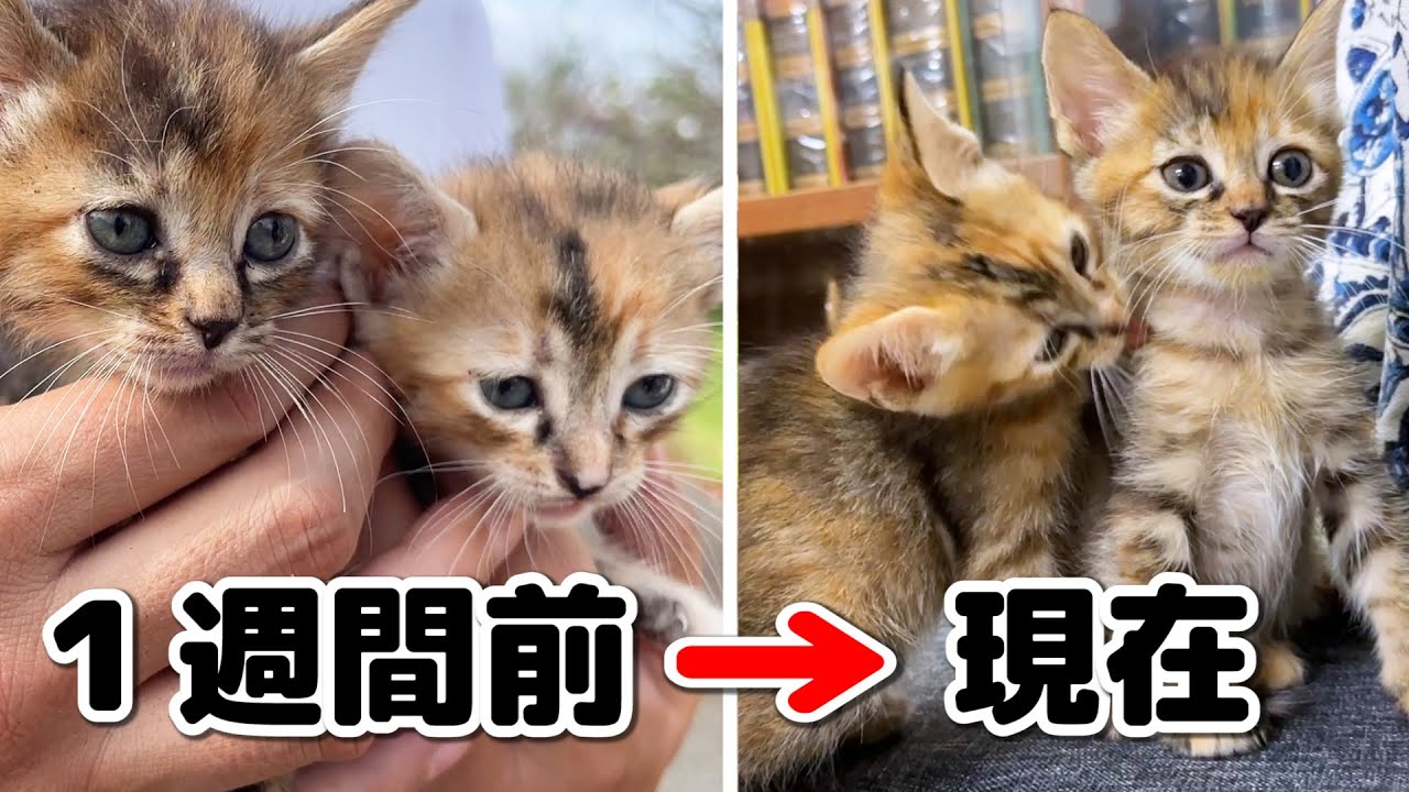 ノミだらけで捨てられていた子猫2匹と出会って1週間が経ちました！