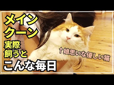 猫と娘の至福な時間。仲良しな二人に癒やされる！【大型猫メインクーンの日常】