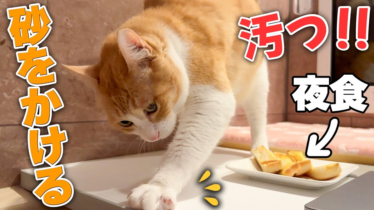 飼い主の夜食を”汚物”だと勘違いして砂をかけまくる猫。【とても悲しい】