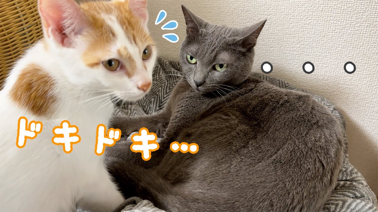 子猫が気難しい先住猫と一緒に寝たいようです！！