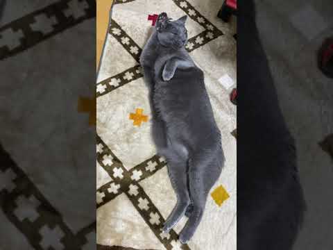 なんか長くて太いグレー猫 #shortscats