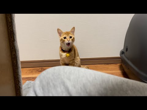 【保護猫】初めてキャットタワーを見た子猫の反応がこちらです