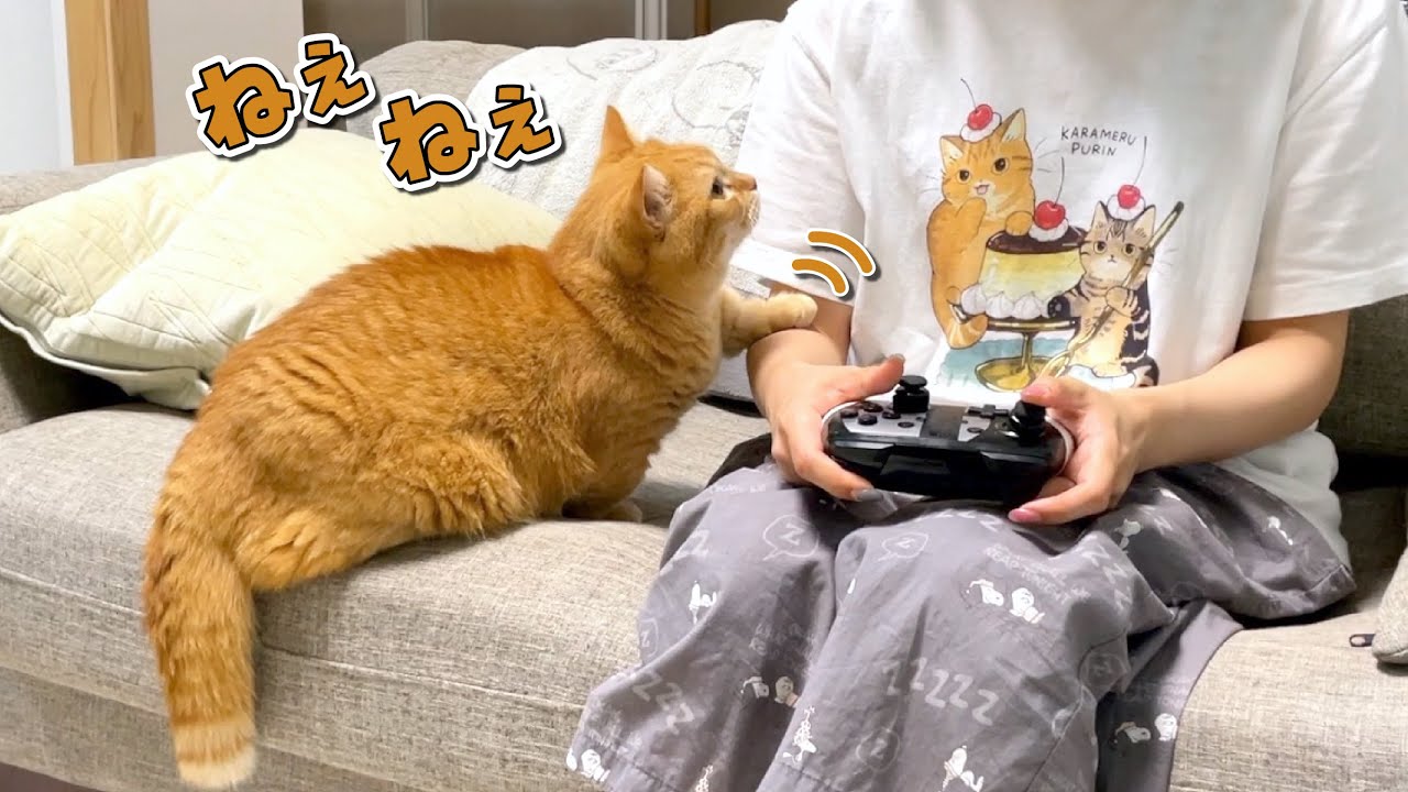 構ってほしい猫を無視し続けたら大変なことになりました…