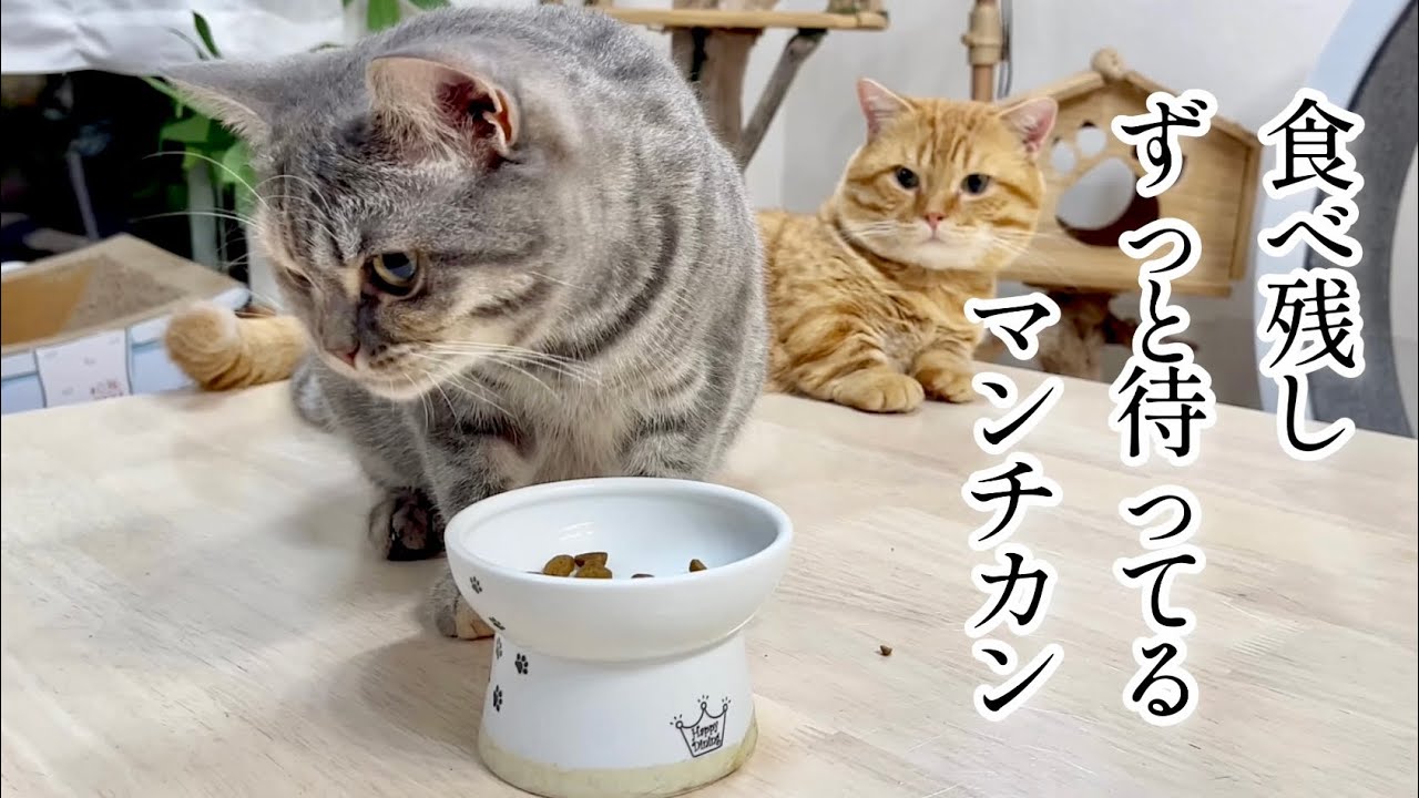ぎんちゃんが食べ残すのに望みをかけてじっと待ってるぽちゃくん #猫 #マンチカン