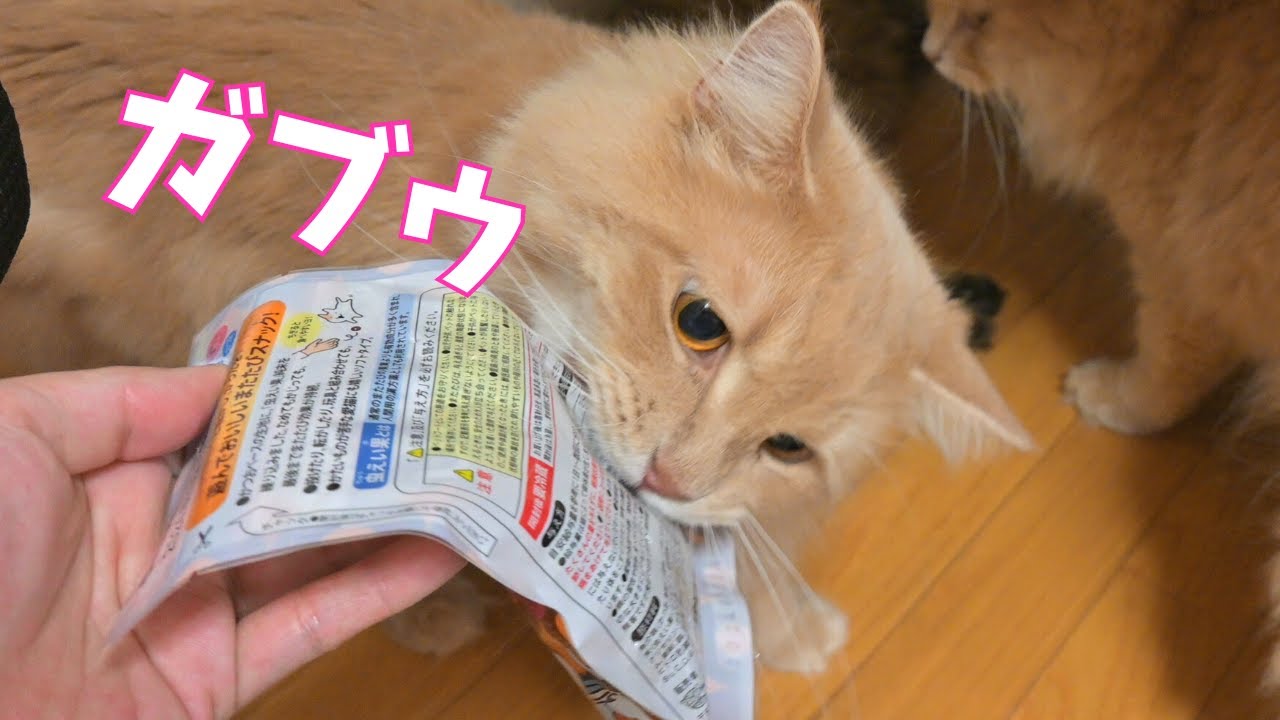おやつ泥棒現行犯の猫がこちらです。【サイベリアン】