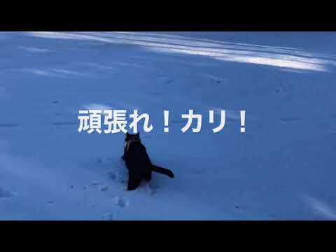 カナダの雪と日本猫カリ