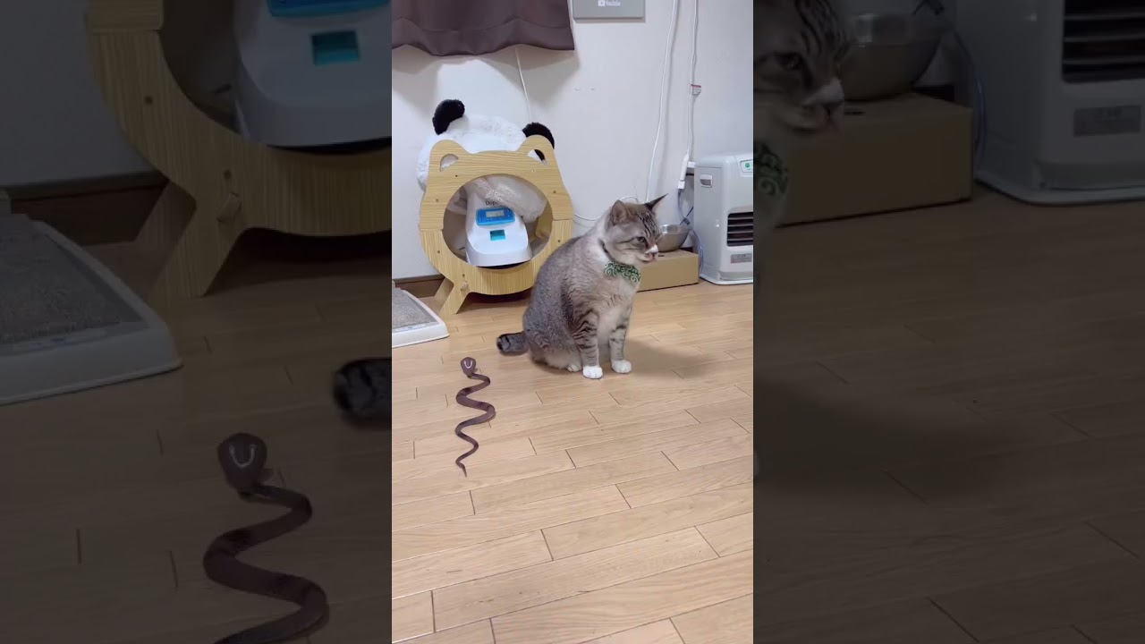 猫の背後にヘビを置いた時の反応