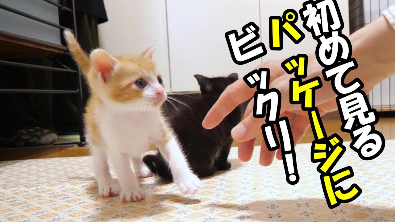 初めて見る、パッケージにびっりする子猫【赤ちゃん猫　保護猫】
