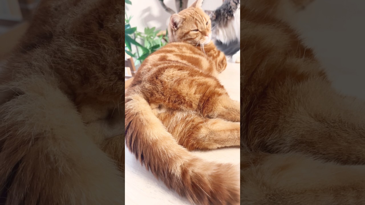 どんなときも #猫 #マンチカン #shorts