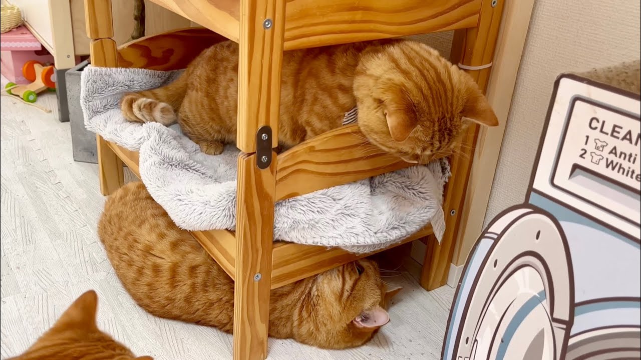 ベッドでくつろぐ茶々パパに地味な嫌がらせをするぽちゃくん笑 #猫 #マンチカン