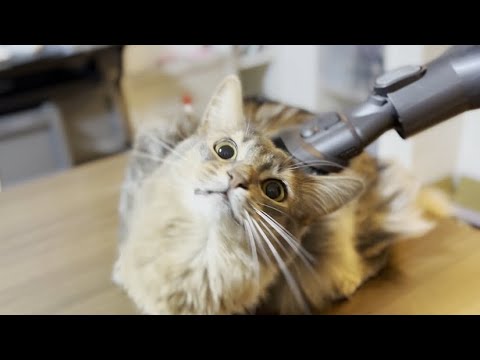 掃除機に吸われるのが好きなソマリはこちらｗ