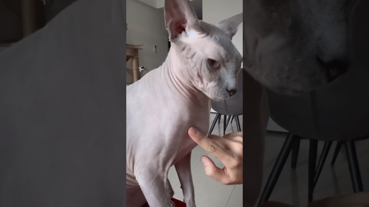 見て！毛のない猫の血管の動き【スフィンクス猫】