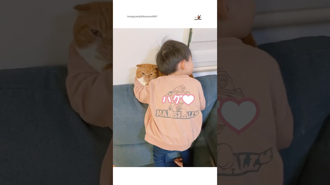 人気者は大変にゃ😽❤️｜PECO #スコティッシュフォールド #猫 #猫動画 #猫のいる暮らし #scottishfold #cat #catlover #catvideos