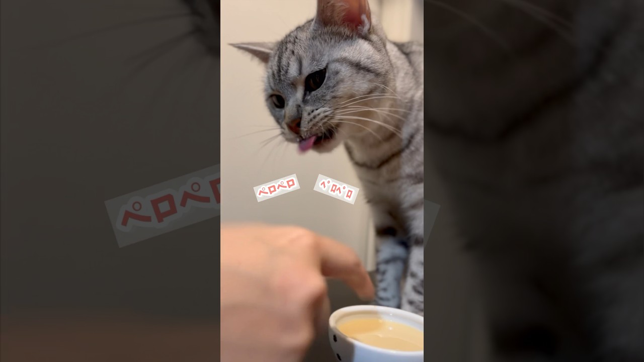 【猫動画】おやつが美味すぎてペロペロが止まらない猫...笑 #shorts