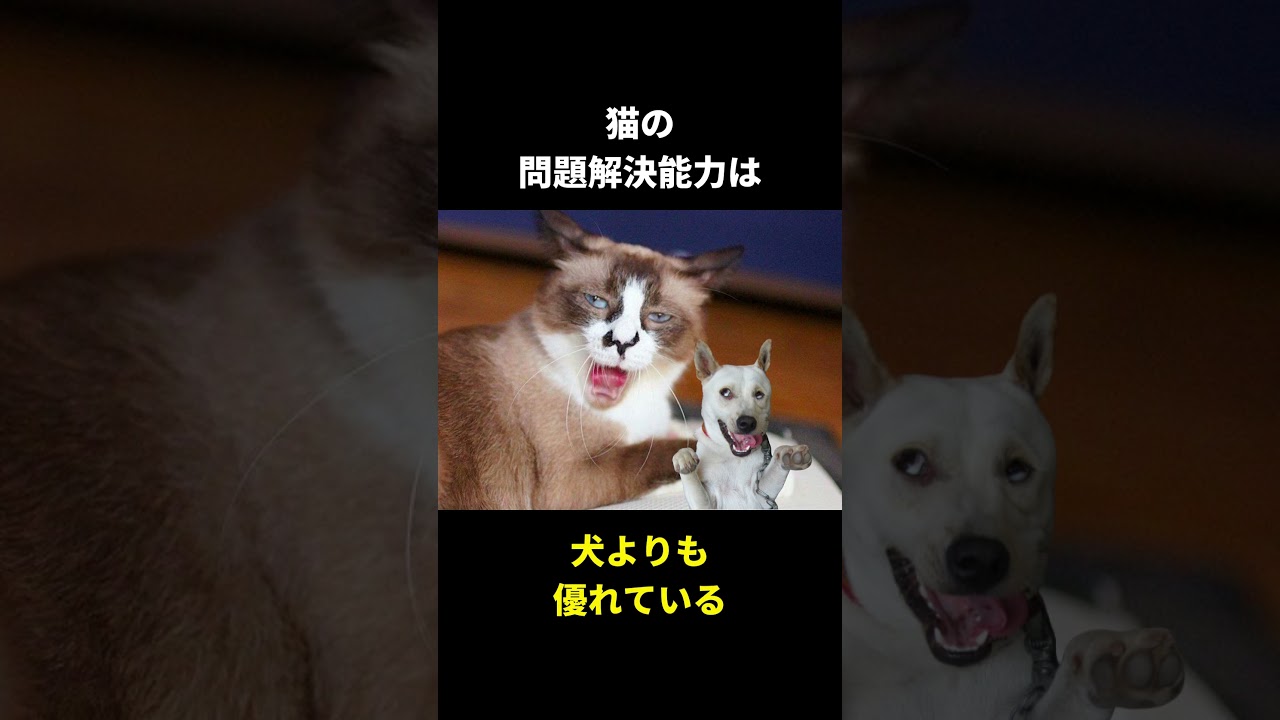 猫の面白い生態がヤバ過ぎたww