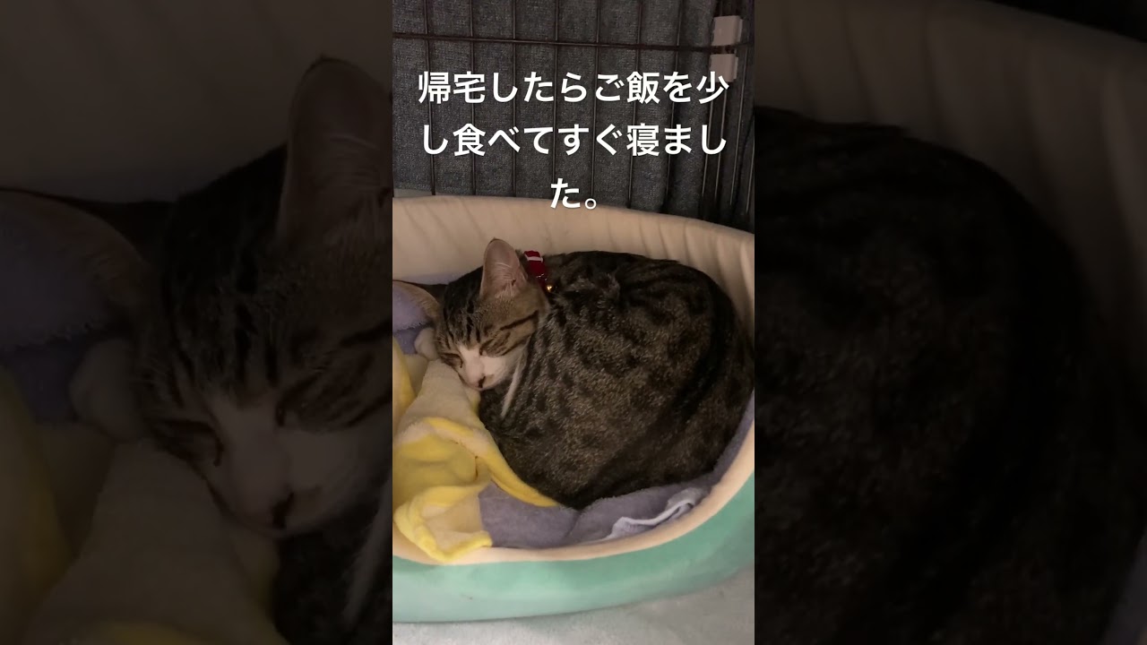 【病院行ってきます】回復するといいな。2023/08/26 #子猫 #保護猫 #ねこ #ムギハル #ハルちゃん #猫のいる暮らし #猫白血病　#キジシロ