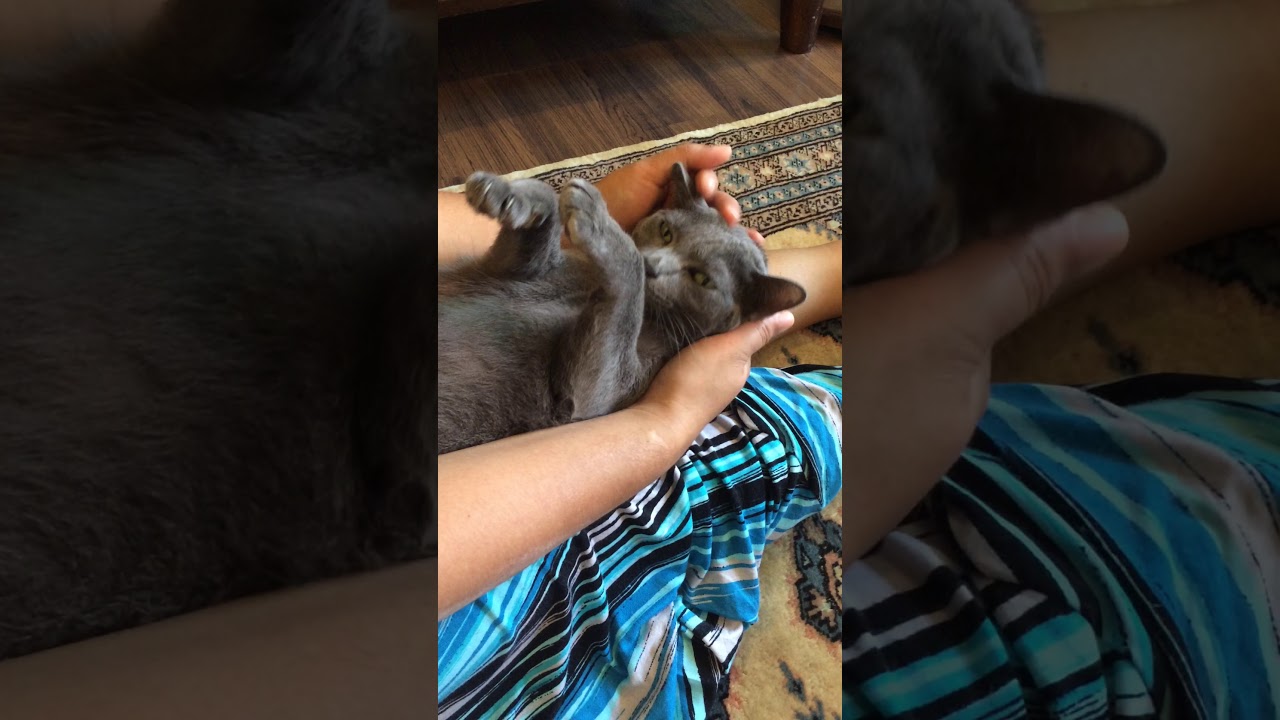Massage Therapy for my korat cat, she loves it. นวดผ่อนคลายให้คุณแมว...หน้าที่ของทาสแมว