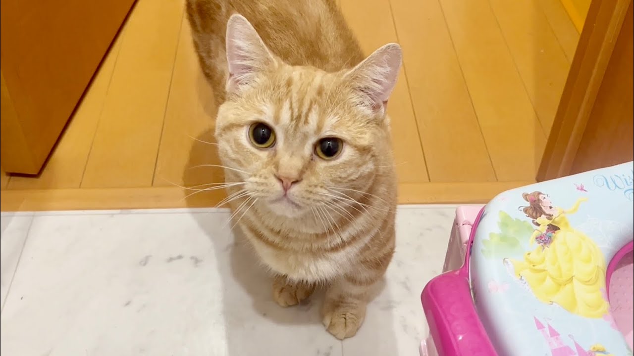 毎朝、ママのトイレにまでついてきて喉をゴロゴロ鳴らして甘えるちゃーぼーがかわいすぎました #猫 #マンチカン